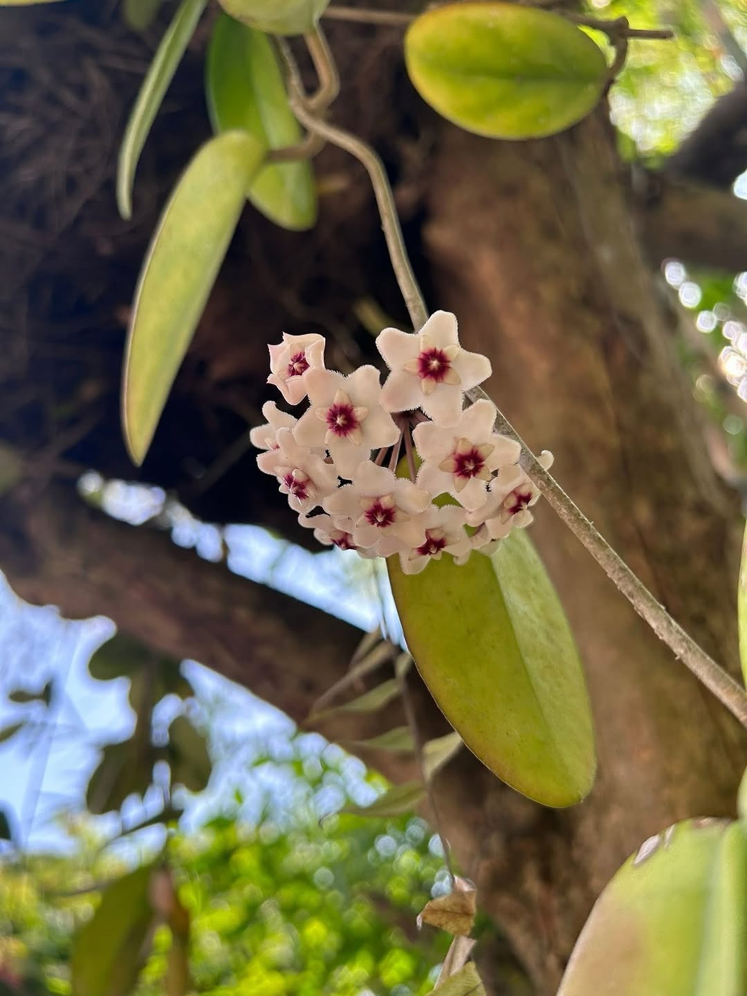 Flowers at Kapusod